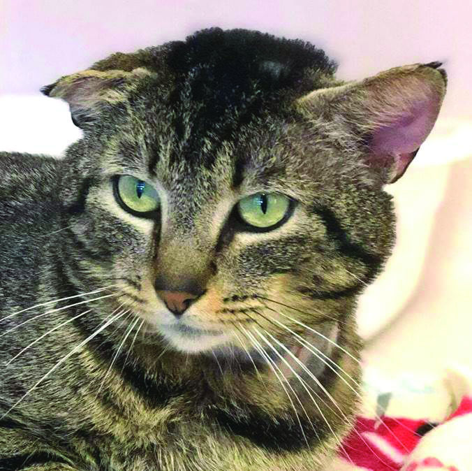 Pets of the Week